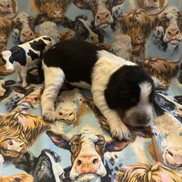 Winnie - Black white and tan female English Springer Spaniel puppy in Braidwood, Illinois from A & R Springers