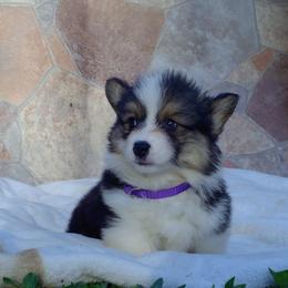 American Corgi and Pembroke Welsh Corgi Puppies from Kates Corgis