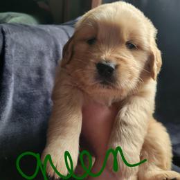 Green - Golden male Golden Retriever puppy in Brush Prairie, Washington from Paradise Peaks