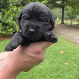 Curly - Yellow male Labrador Retriever puppy in Gaffney, South Carolina from Circle D Farms