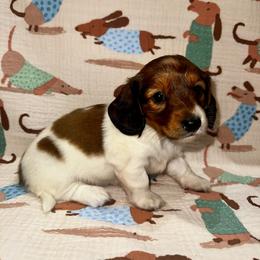 AKC Marlow - Red female Dachshund puppy in Indiana from Dani’s Darling Doxies
