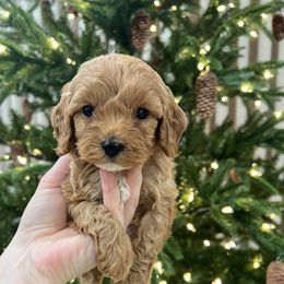 Sophie - Red female Cavapoo puppy in Rio Linda, California from VitPom Puppies
