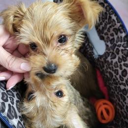 Yorkshire Terrier Puppies from Ronda's Yorkshire Terriers