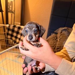 Male 4 (white collar) - Wild boar male Dachshund puppy in Modesto, California from Once Upon a Mini Dachshund