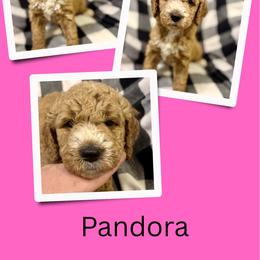 Pandora - Apricot female Goldendoodle puppy in Bluefield, Virginia from Love on a Leash