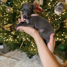 Pink ribbon - Blue female Italian Greyhound puppy in Duvall, Washington from Hunter_Moon Hounds