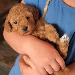 Cupcake Small Mini Poodle - Red  female Poodle puppy in Falcon, Missouri from Cedar House Heritage Poodles | AKC Toy & Miniature Poodle Puppies Raised in Home