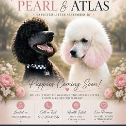Poodle puppies from Dreamland Standard Poodles