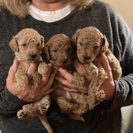 Goldendoodle Puppies from Sweet Tennessee Doodles