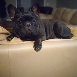 French Bulldogs from Lucy & Co. Frenchie Boutique