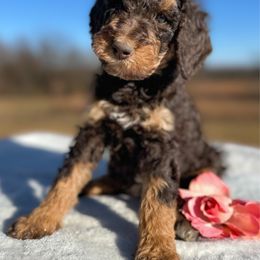 Olive - Phantom female Goldendoodle puppy in Osage City, Kansas from Golden Ridge Goldens