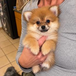 Milo - Orange parti male Pomeranian puppy in Mc Henry, Illinois from Pomeranians
