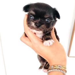 Princess Cinderella( shorthair) - Black and white female Chihuahua puppy in Santa Rosa Beach, Florida from Eva's Chihuahua
