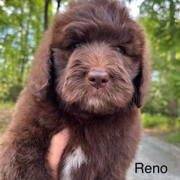 Reno - Chocolate male Goldendoodle puppy in New Ringgold, Pennsylvania from Hawk Mountain Doodles