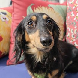 Bibi - Dachshund