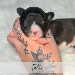 Tater - Brindle and white male American Corgi puppy in Greenwood, Indiana from Witch Creek Corgis