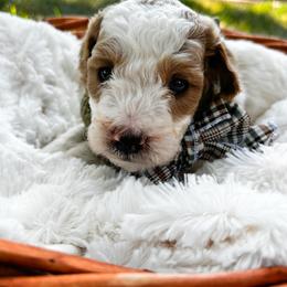 Mr. Edwards - Parti male Goldendoodle puppy in Cherryville, North Carolina from Mercy Doodles