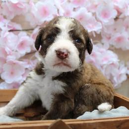 Sage - Sable male Bordoodle puppy in Ashland, Ohio from Cherry Blossom Doodles