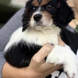 Cavapoo Puppies from Panda Puppies