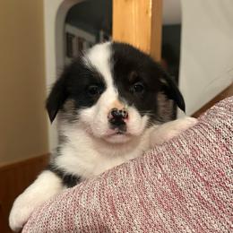Crosby - Black and tan male Pembroke Welsh Corgi puppy in New Auburn, Wisconsin from Cordell Corgis