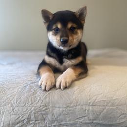 Akira - Black and tan female Shiba Inu puppy in Monett, Missouri from Happy Tails Shiba Inus