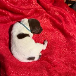 Blue - Liver roan male German Shorthaired Pointer puppy in Jackson, Georgia from Rosengrace Gsps (formerly Tiner GSP’s)
