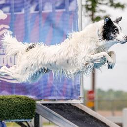 Border Collies from Botanical Border Collies