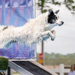 Border Collies from Botanical Border Collies