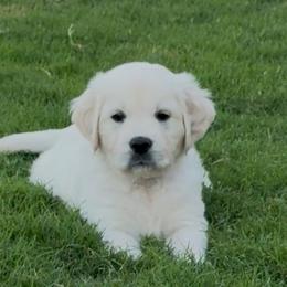 Golden Retrievers from Hudsons Golden Retrievers