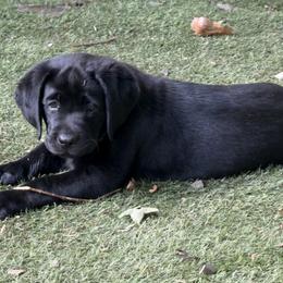 Labrador Retriever Puppies from Maynard’s Labs