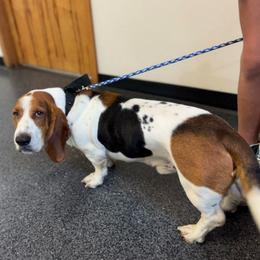 Ollie - Basset Hound
