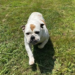 Bulldogs from Angela's Kennel