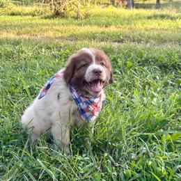 Red and Blue - Tri-color female Karakachan puppy in Pikeville, Tennessee from Rock Solid Ranch