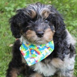 Aussiedoodle Puppies from Old Mills Aussiedoodles