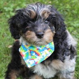 Aussiedoodle Puppies from Old Mills Aussiedoodles