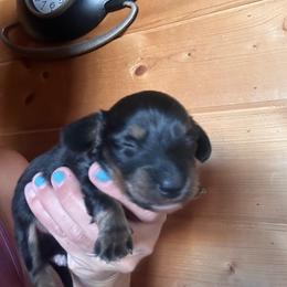 Rusty - Black and tan male Dachshund puppy in Cheyenne, Wyoming from Great Basin Hounds
