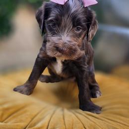 Bambi - Merle female Goldendoodle puppy in Decatur, Tennessee from Diamond's Doodles
