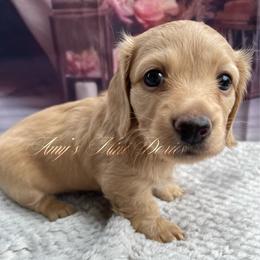 Gamora - Cream female Dachshund puppy in Jena, Louisiana from Amy’s Mini Doxies