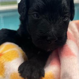 Salsa - Black female Poodle puppy in Port Saint Lucie, Florida from Abbott Standard Poodles