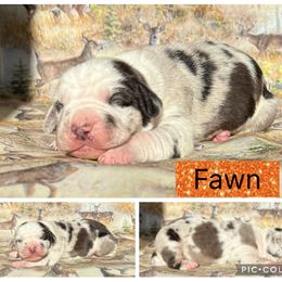 Girl 2 - White merle female Catahoula Leopard Dog puppy in Forbes, Minnesota from North Country Catahoulas