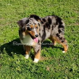 Miniature Australian Shepherd and Toy Australian Shepherd All Grown Up from Tagalong Lane Australian shepherds
