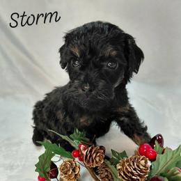 Storm - Black and tan male Cavapoo puppy in Eau Claire, Wisconsin from Fisher River Doodle's