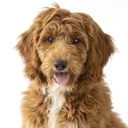 Goldendoodles from Porch Swing Pups