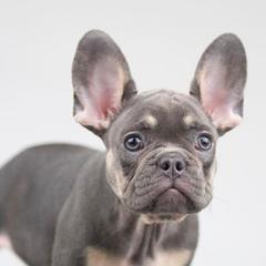 French Bulldogs from Crouthamel Frenchies