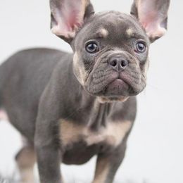 French Bulldogs from Crouthamel Frenchies