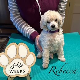 Girl 2 - female Poodle puppy in Somerville, Massachusetts from Jubilee Poodles