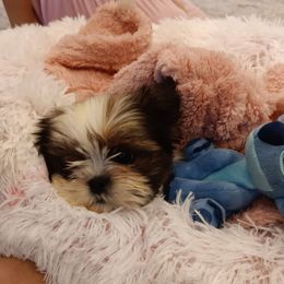 Lucy - Black gold and white female Shih Tzu puppy in Lebanon, Pennsylvania from Stoney Acre Farms