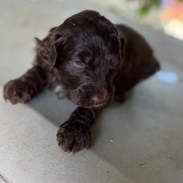 Pistachio - Chocolate male Labradoodle puppy in Somerset, California from Annie’s Animals