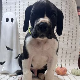 Duke - Mantle male Great Dane puppy in Liberty, New York from Catskills Greatest Danes