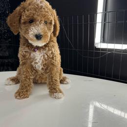Plum - Apricot female Goldendoodle puppy in Gainesville, Florida from Pet Inn Xxweetdoodles